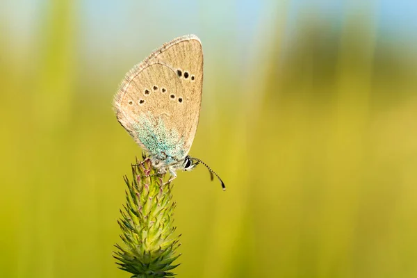 Nahaufnahme Kleiner Ikaro Schmetterling Auf Einer Blume Unscharfer Natürlicher Hintergrund — Stockfoto