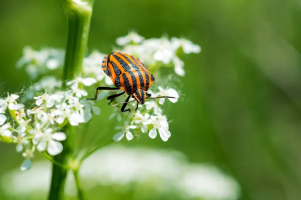Bug Luminoso Graphosoma Lineatum Fiori Selvatici Bianchi Una Giornata Sole — Foto Stock