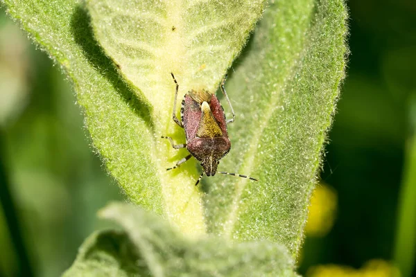 Бедуг Dolycoris Baccarum Зеленому Листі Природний Фон Крупним Планом — стокове фото