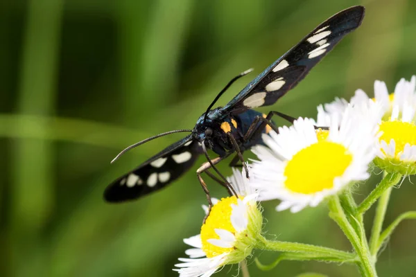 Papillon Noir Blanc Sur Une Fleur Mangeant Nectar Gros Plan — Photo