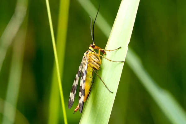 Гарний Scorpion Fly Panorpa Communis Сидить Зеленому Листі Macro Photo — стокове фото