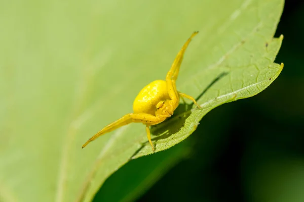 Жовтий Павук Сидить Зеленому Листі Крупним Планом Розмивання Тла Крупним — стокове фото