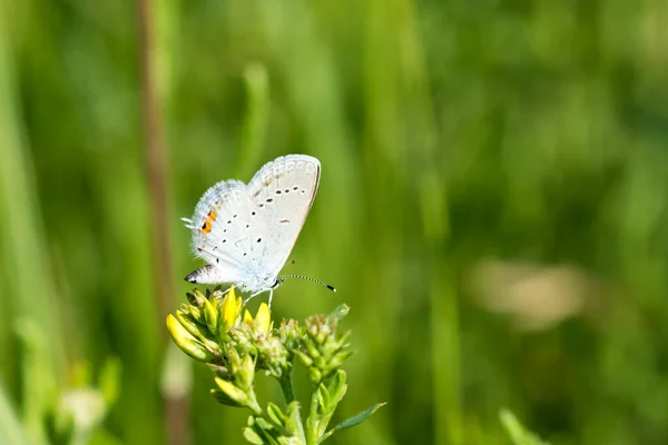 Schmetterling Auf Einer Gelben Blume Unscharfer Grüner Hintergrund Nahaufnahme — Stockfoto