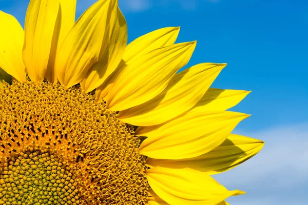 Tournesol Gros Plan Sur Fond Ciel Bleu Nuages — Photo