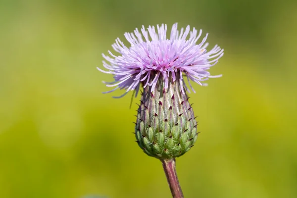 Schöne Distelknospe Aus Nächster Nähe Unscharfer Natürlicher Grüner Hintergrund — Stockfoto