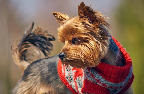 Yorkshire Terrier in nature in clothes on a Sunny day close up dog grooming clothes for dogs beautiful dog grooming