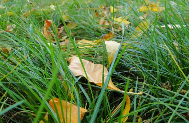 Sonbaharda şehir parkına çim üzerinde düşen sarı yapraklar