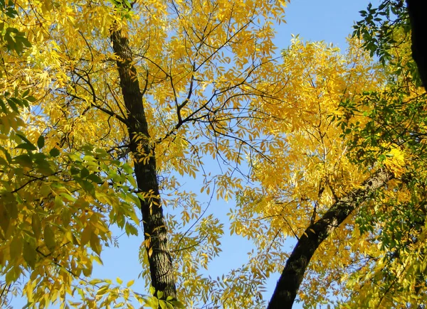 Beautiful autumn trees with yellow leaves in the city park with blue color of sky in the background