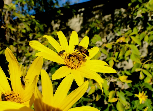Bee and fly on a girasol flower with the green colors of trees in the background