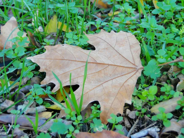 Daun Fallen Dari Maple Rumput Taman Kota Pada Musim Gugur — Stok Foto
