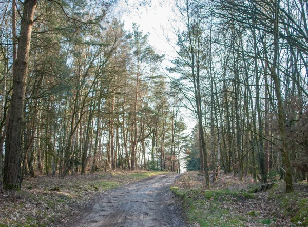 A estrada de terra na floresta de primavera — Fotografia de Stock