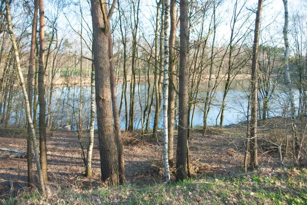 Um pequeno lago cercado por árvores na floresta — Fotografia de Stock
