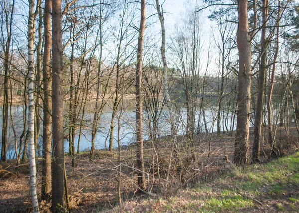 Un lac qui regarde à travers les arbres dans une forêt printanière — Photo