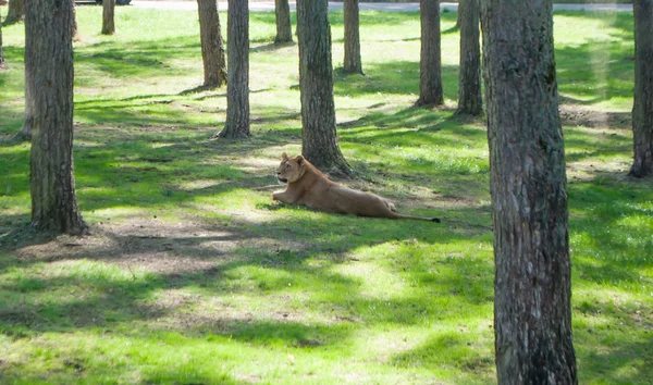 Leão deitado na grama sob as árvores no zoológico — Fotografia de Stock