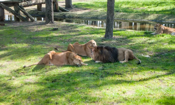 Lions couchés sur l'herbe sous les arbres au zoo — Photo