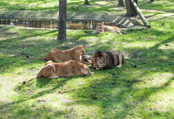 Quatre lions couchés sur l'herbe sous les arbres au zoo — Photo