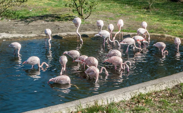 Flamencos rosados bañándose en un lago en el parque — Foto de Stock