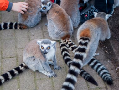 Yolda oturan güzel çizgili kuyrukları ile Lemurs