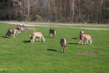 Eland antiloplar çayırda yeşil çimenler üzerinde otlatma