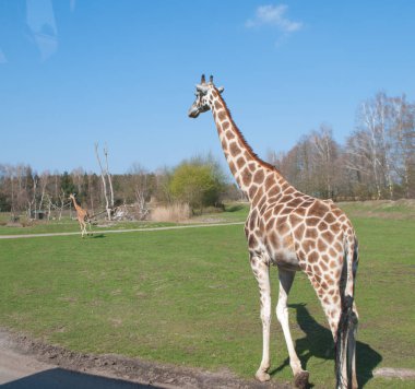 Zürafalar bahar parkında yürüyor, yola bakıyorlar.