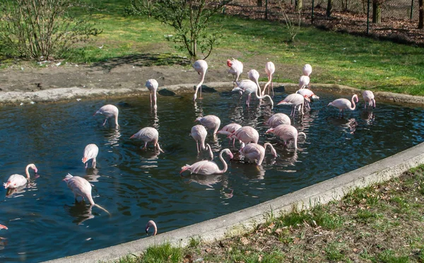 Różowe flamingi stojące w jeziorze w parku — Zdjęcie stockowe