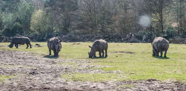 Rhinos pastando en la hierba cerca del bosque — Foto de Stock