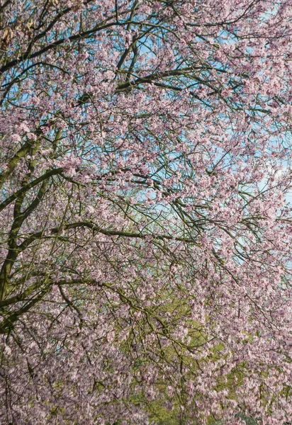 Pêssego árvores florescentes com muitas flores rosa — Fotografia de Stock