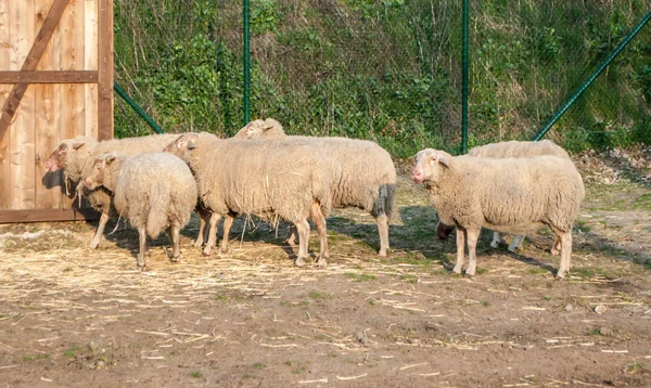 Bella pecora con lana lussureggiante in piedi nelle vicinanze — Foto Stock
