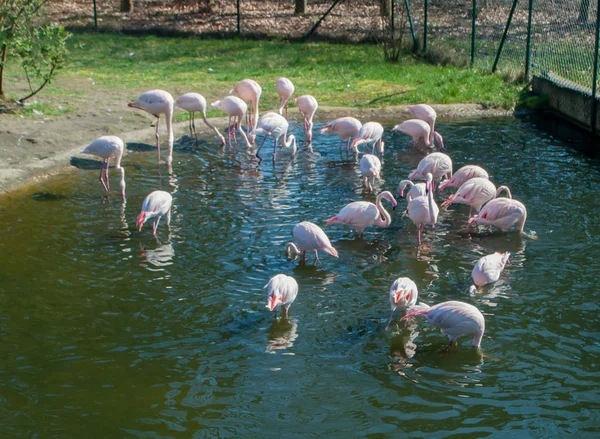 Rosa hermosos flamencos de pie en un lago en el parque — Foto de Stock