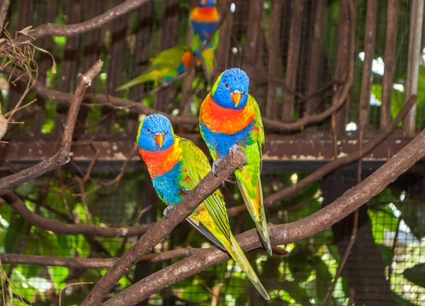 Dois papagaios Lori lindos multi-coloridos sentados juntos em um ramo — Fotografia de Stock