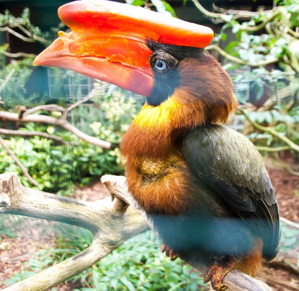 Rare exotic hornbill, black with a red horn and a red beak, sitting on a branch