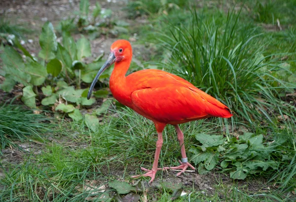 Ibis, pájaro hermoso rojo brillante que camina en el suelo contra un fondo de hierba verde — Foto de Stock