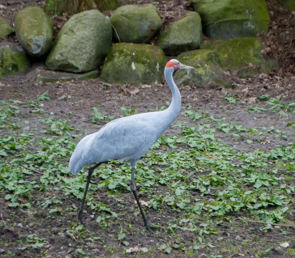 Una grúa arenisca, gris con la cabeza roja, caminando sobre la hierba — Foto de Stock