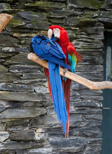 A blue parrot Macaw, Ara macao, and a red Macaw Ara parrot, sitting on the tree branch