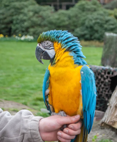 Kék és sárga Ara papagáj ül a kezét — Stock Fotó