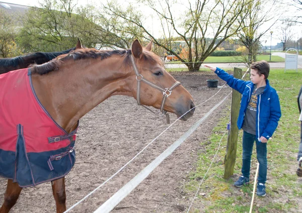 Ein Pferd in rotem Regenmantel und ein Junge, der seine Hand zu ihr zerrt, um sie zu streicheln. — Stockfoto