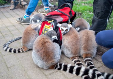 Lemurlar yiyecek kokusu ndan dolayı yiyecek dolu bir çantaya toplandı.