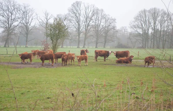 Manada de vacas pastando en un prado en la niebla de la mañana — Foto de Stock
