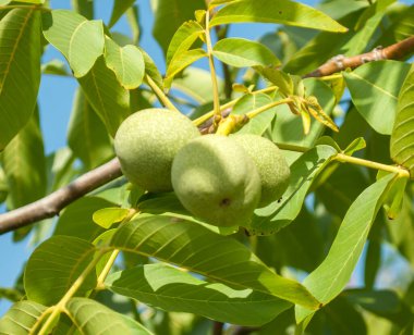 Genç yeşil filizler yapraklar içinde ağaçta ceviz