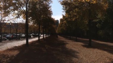 Sonbahar yaprakları düşüyor aşağı ağaçlardan yavaş Mo