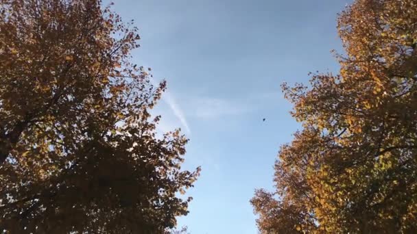 Листья Осыпаются Деревьев Медленно — стоковое видео