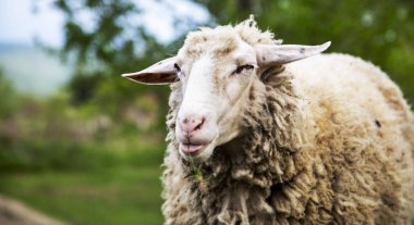 Doğada güzel koyun. Sevimli koyun, açık.