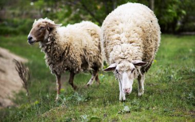 Doğada güzel koyun. Sevimli koyun, açık.
