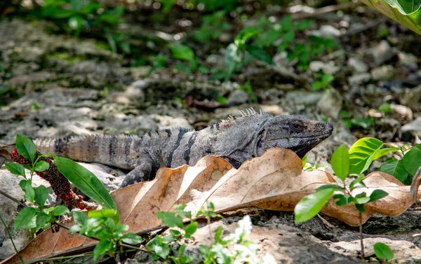 Piękna Iguana Naturze Meksykańska Iguana Ciesząca Się Słońcem — Zdjęcie stockowe