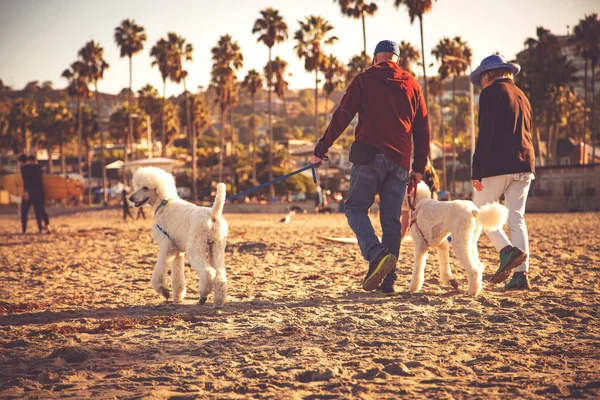 犬と一緒に歩く人々 晴れた日にビーチでかわいい犬を散歩する老人たち — ストック写真