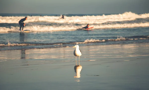 Птах Пляжі Білий Птах Пляжі Серфери Задньому Плані — стокове фото