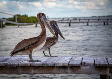 Vahşi hayat, Meksika, Yucatan, Rio Lagartos. Güzel kuşlar poz veriyor. Kahverengi pelikan (Pelecanus Occidentallis). Manzara. Vahşi yaşam. 