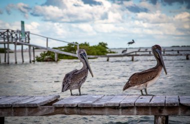 Vahşi hayat, Meksika, Yucatan, Rio Lagartos. Güzel kuşlar poz veriyor. Kahverengi pelikan (Pelecanus Occidentallis). Manzara. Vahşi yaşam. 