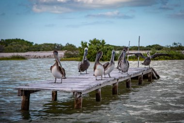 Vahşi hayat, Meksika, Yucatan, Rio Lagartos. Güzel kuşlar poz veriyor. Kahverengi pelikan (Pelecanus Occidentallis). Manzara. Vahşi yaşam. 