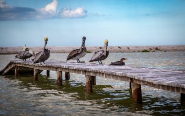 Vahşi hayat, Meksika, Yucatan, Rio Lagartos. Güzel kuşlar poz veriyor. Kahverengi pelikan (Pelecanus Occidentallis). Manzara. Vahşi yaşam. 